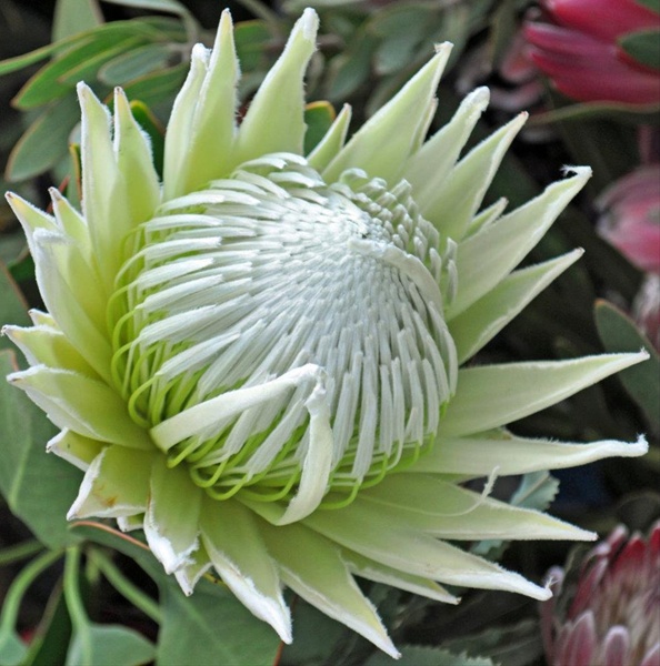 Protea King White - Protea - Proteas and Leucadendrons - Flowers